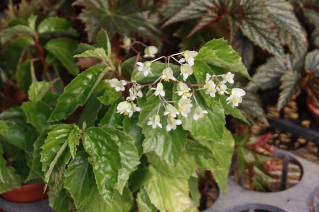 B. ‘Aoyagi’